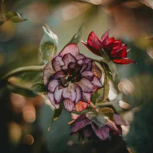 عباس نوذرپور هیجده ساله شدوم دوسال سربازی